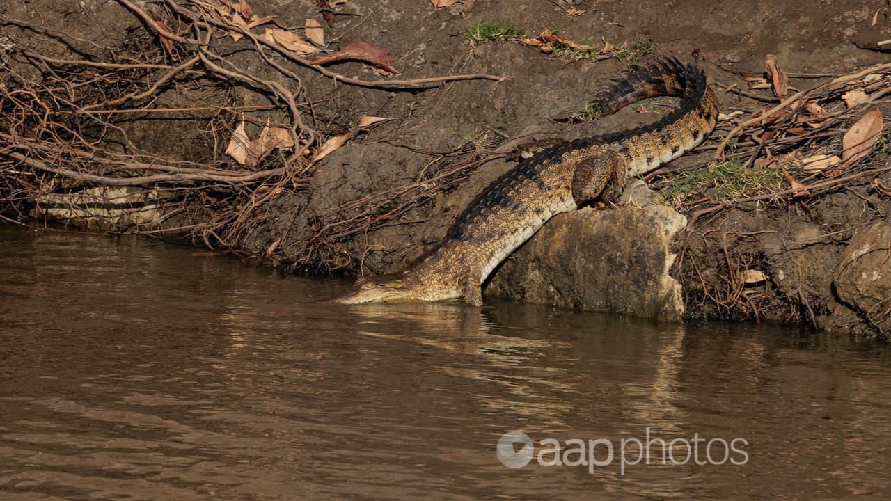 A crocodiel in Kimberley region of Western Australia