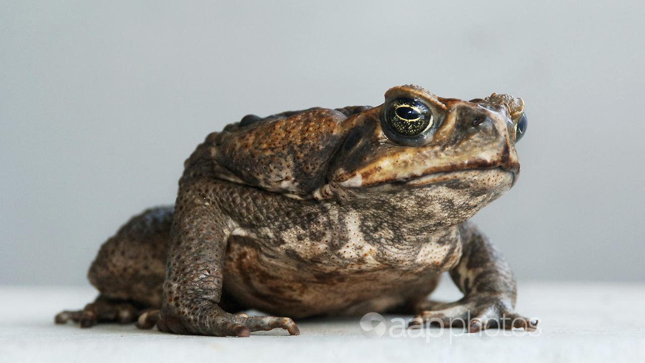 A cane toad