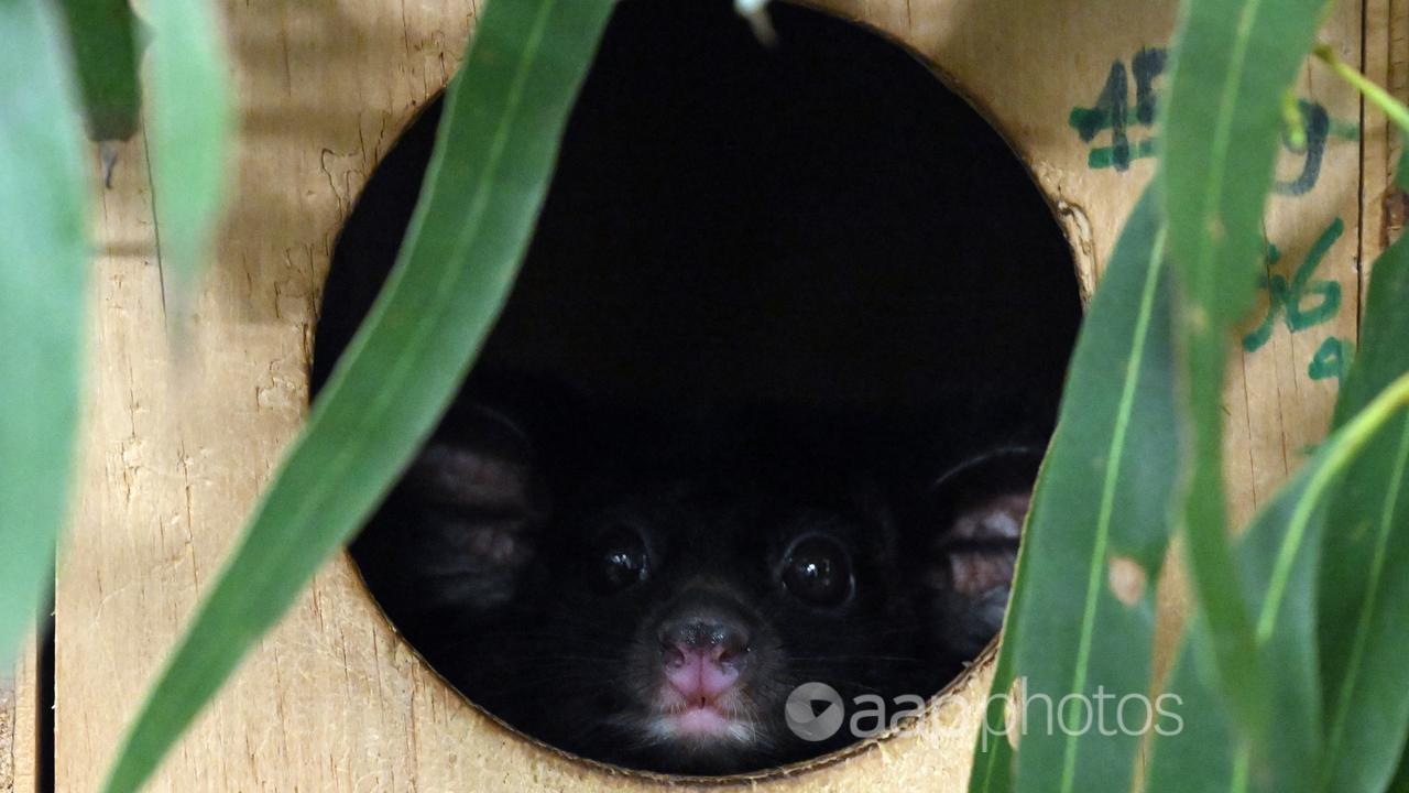 The greater glider