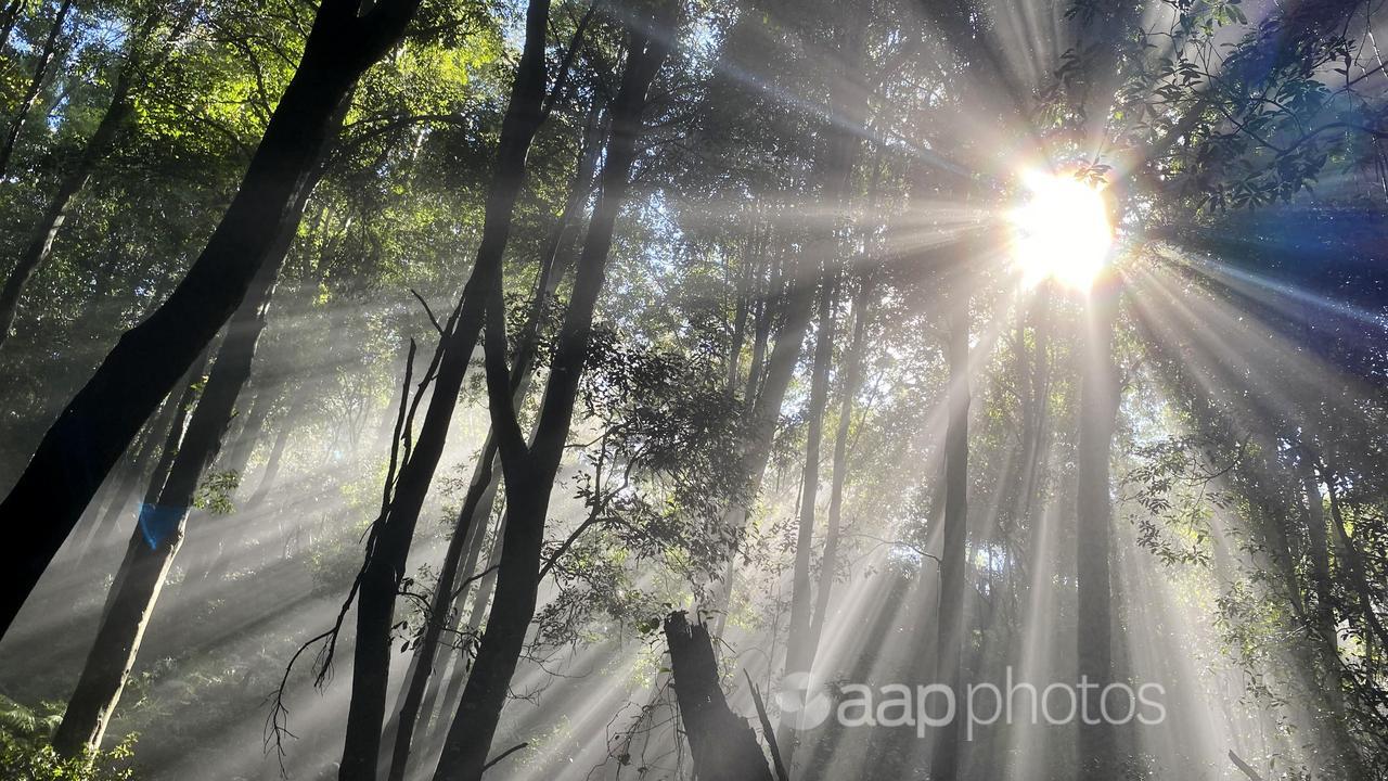 Sun shining through forest trees