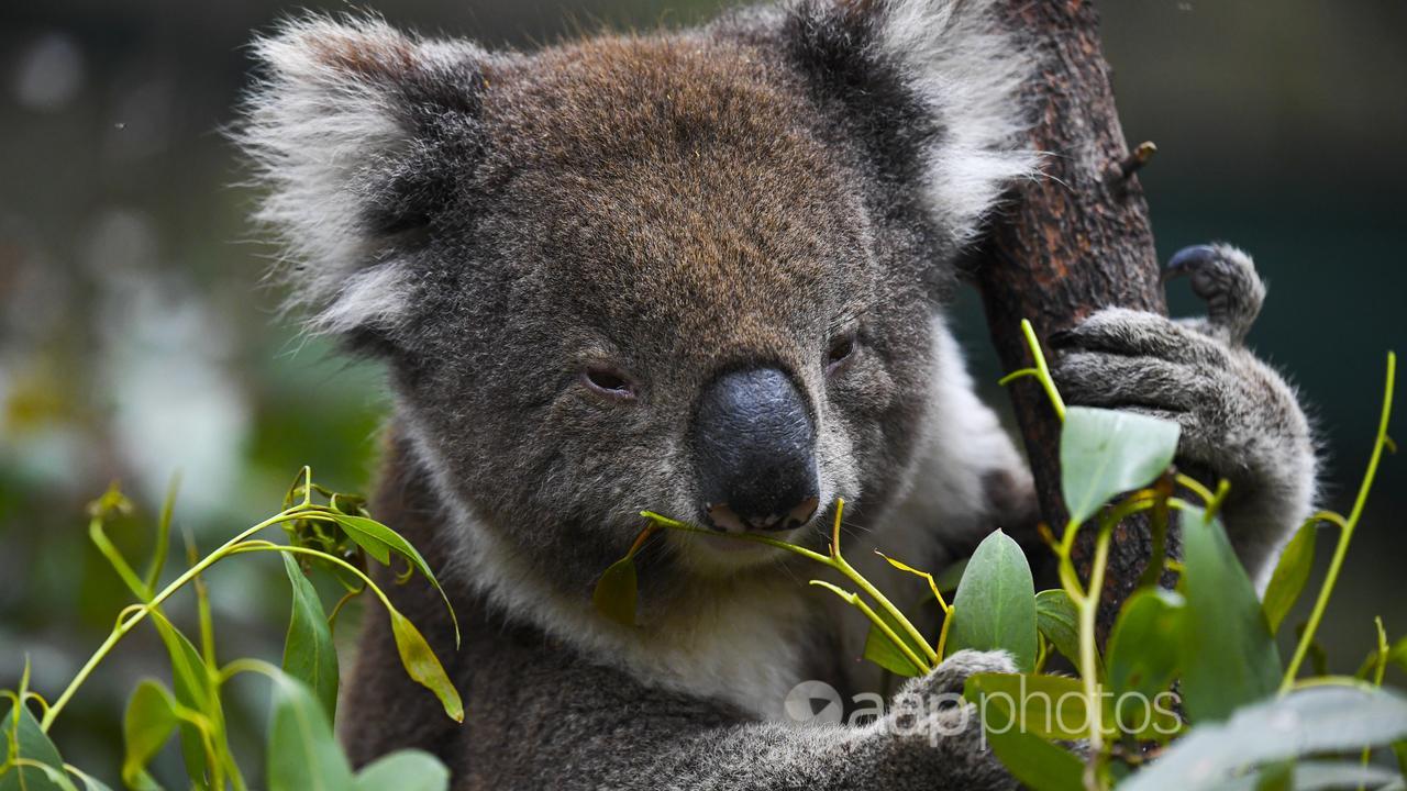 A koala