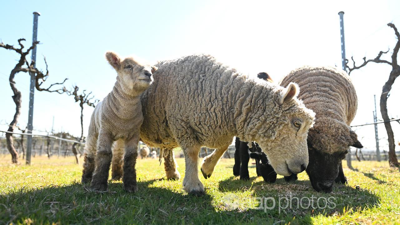 Babydoll sheep graze in a vineyard