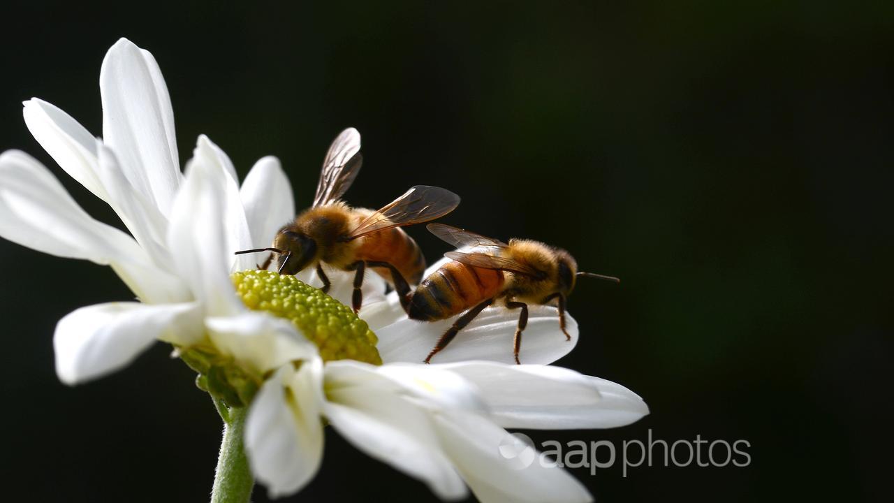 Two bees pollinating a flower.