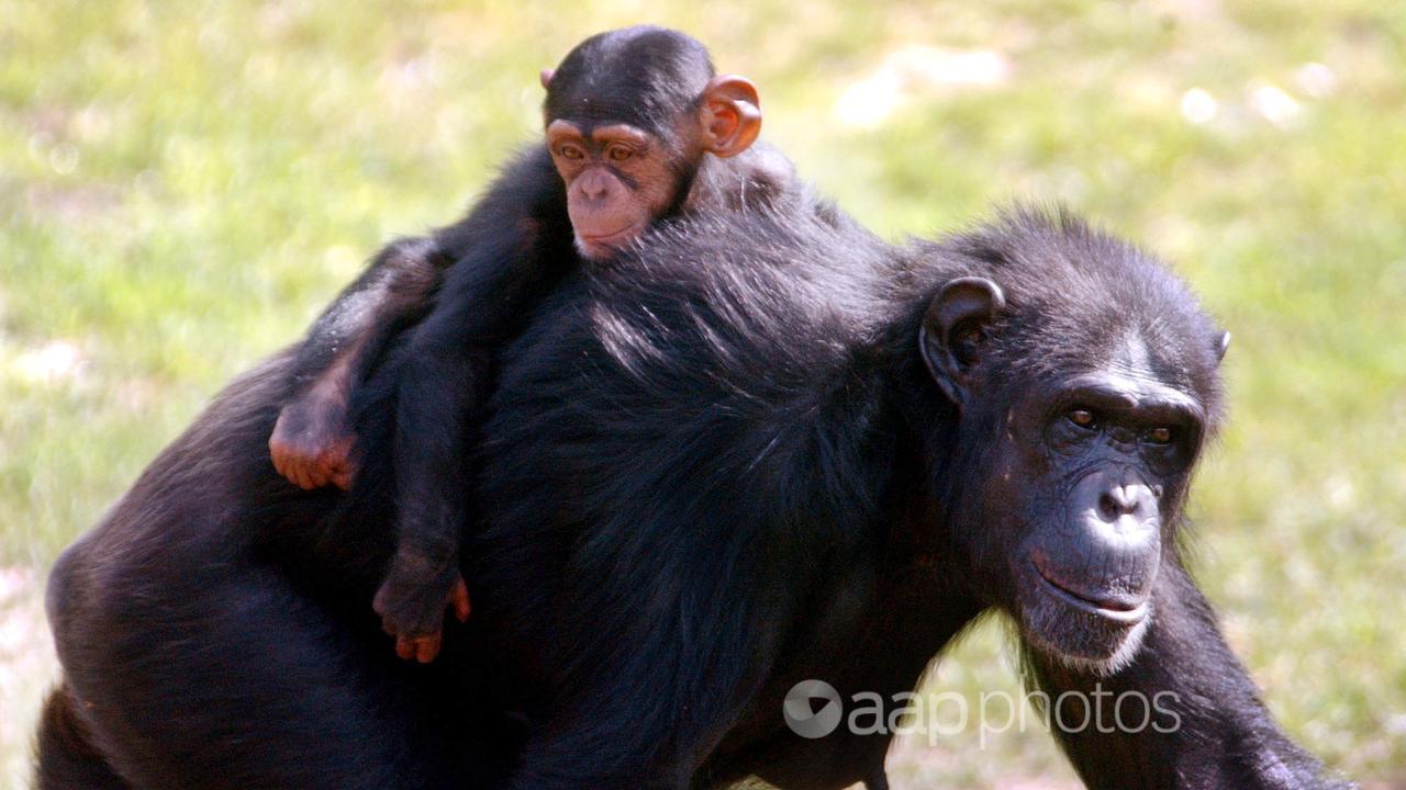 A 1-year-old chimpanzee rides on his mother's back.