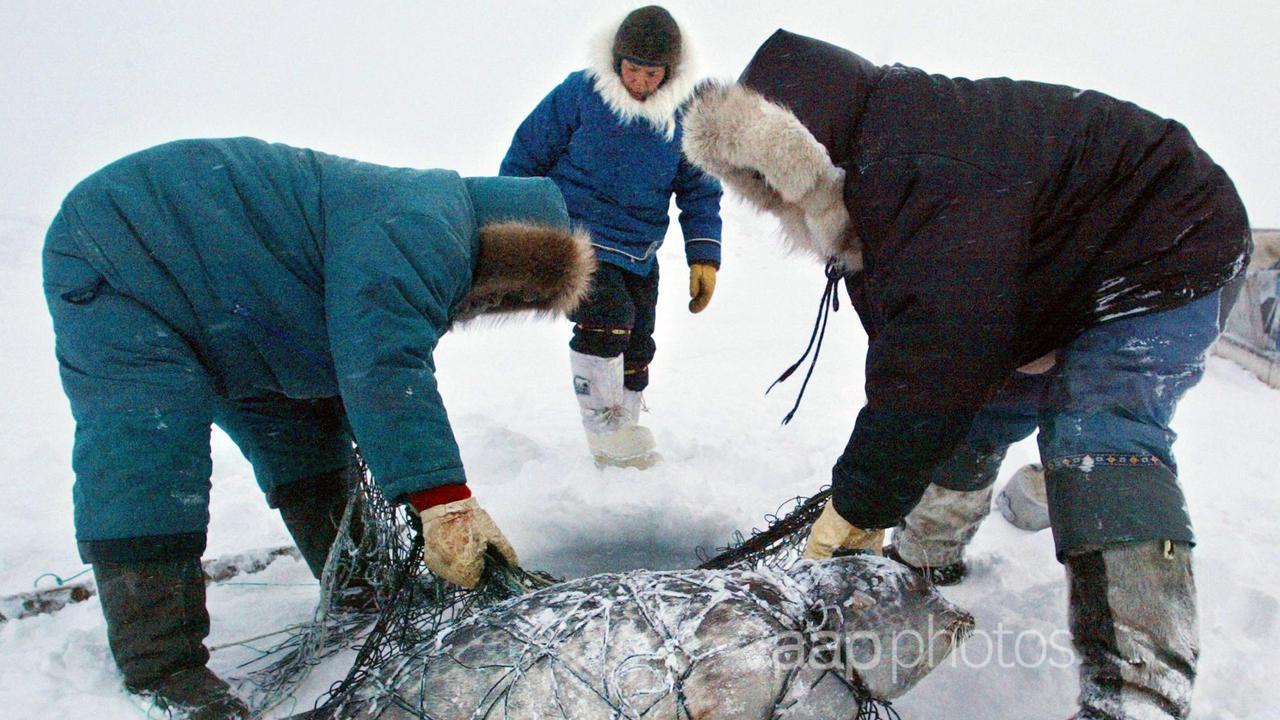 Inuit hunters remove netting from a ring seal they hunted through ice 