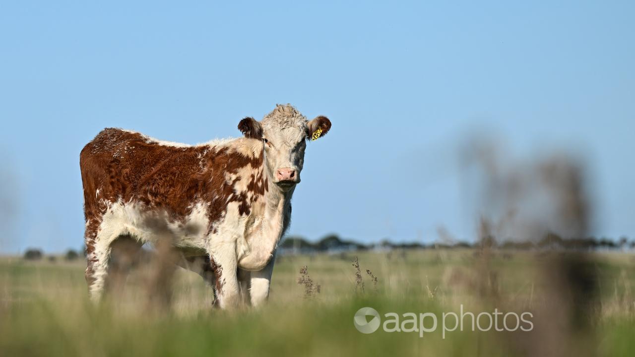 A cows is seen in a paddock outside of Currie on King Island, Tasmania