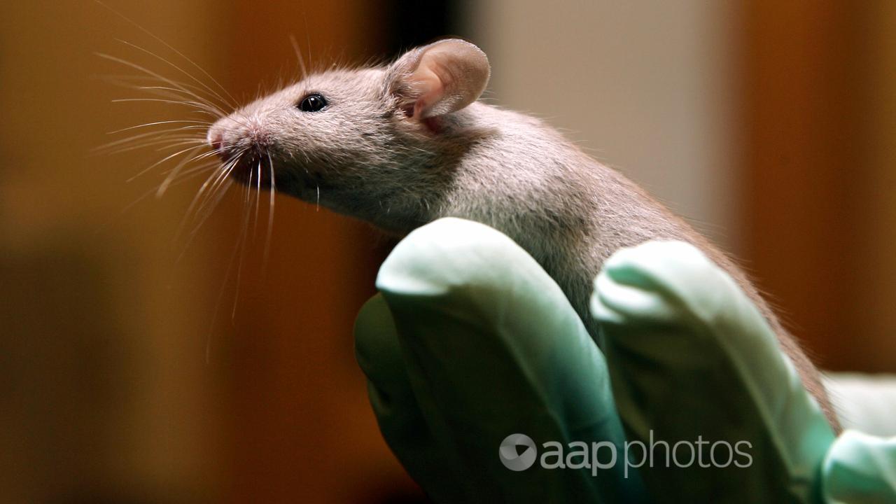 A technician holds a laboratory mouse in a gloved hand.