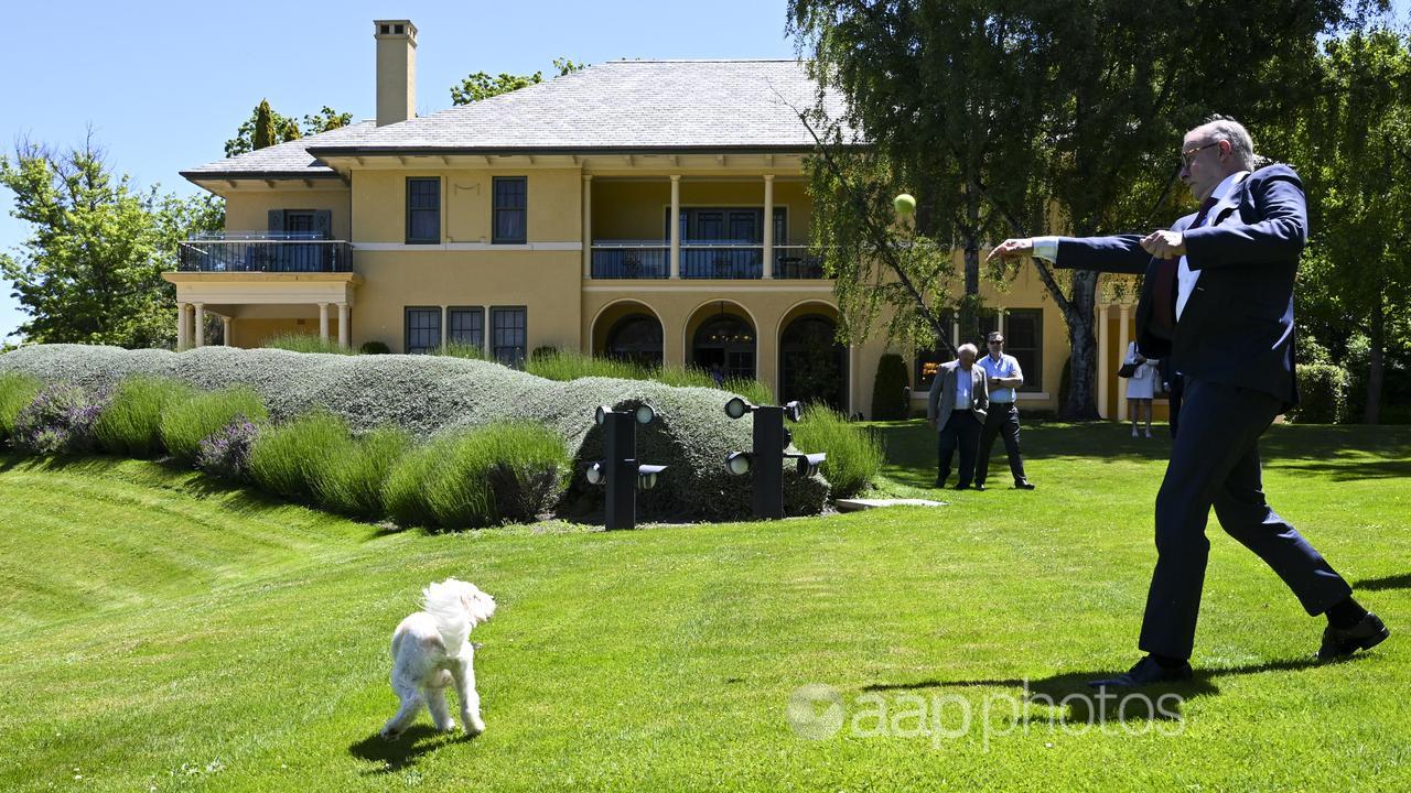 Anthony Albanese and his little dog Toto