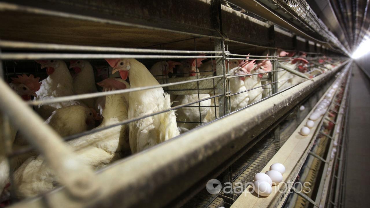 Chickens in a cages at a farm.