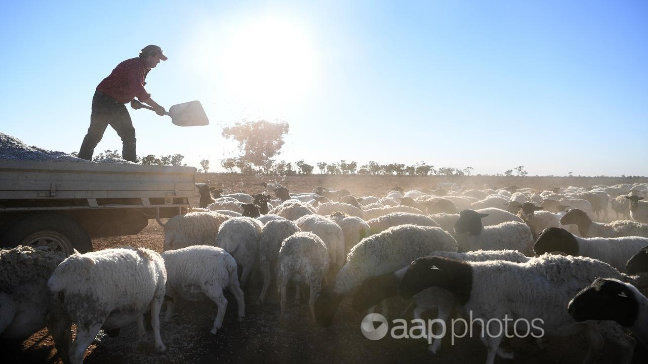 A farmer feeds his sheep cotton seeds in Queensland (file)