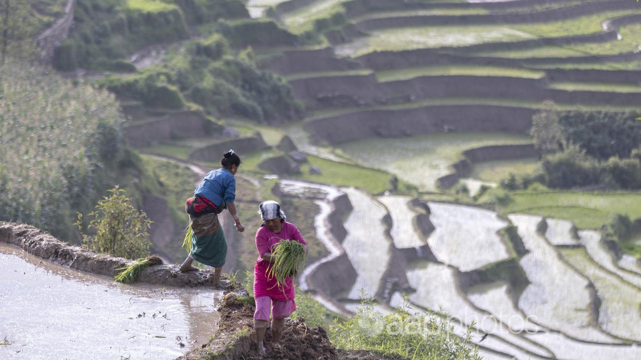 Rice fields in Nepal.