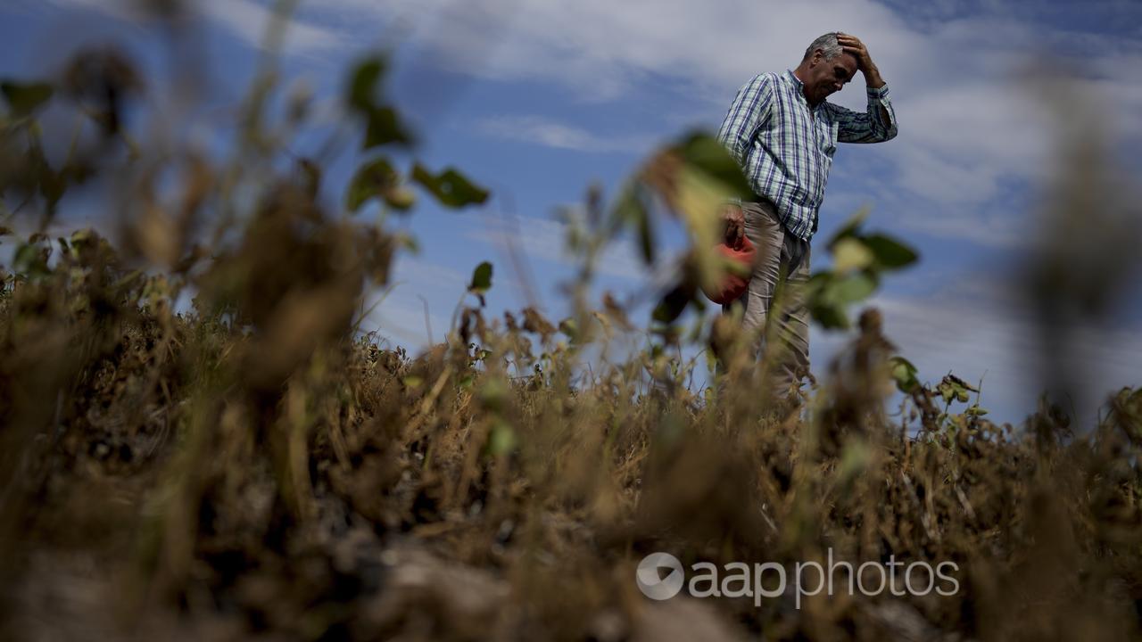 Dry soybean field in Argentina.