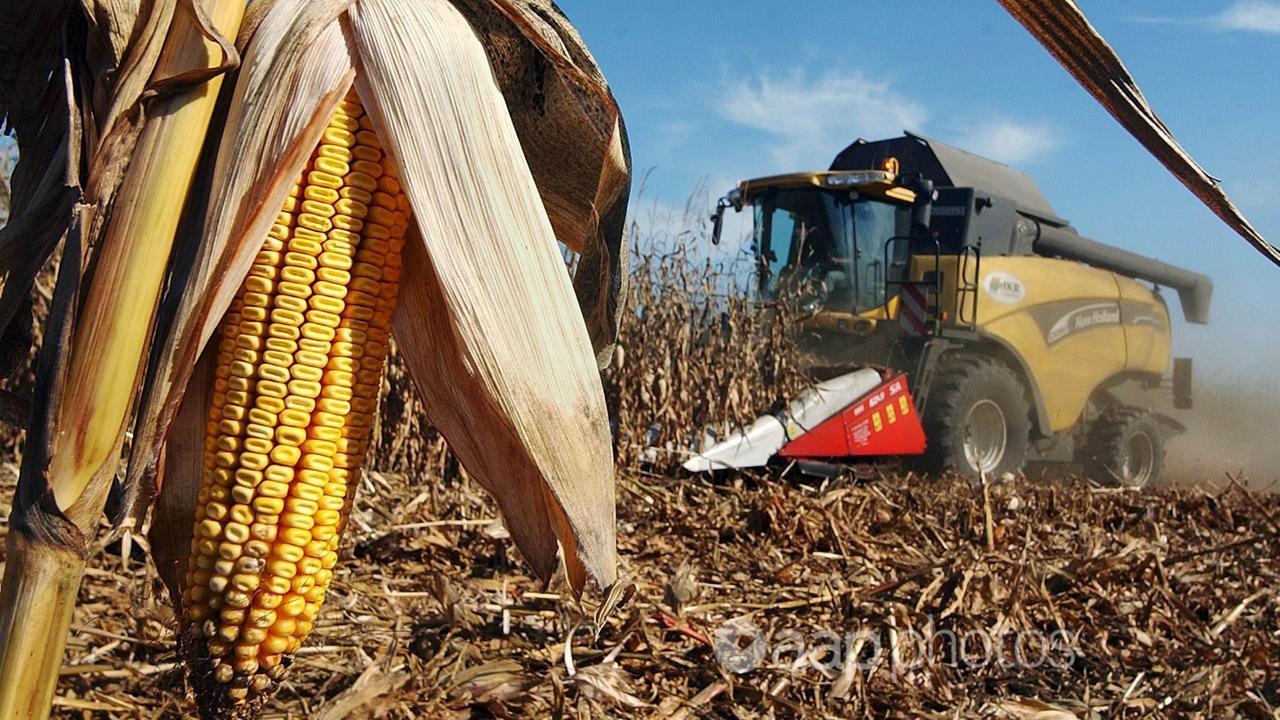 Maize being harvested in Hungary.