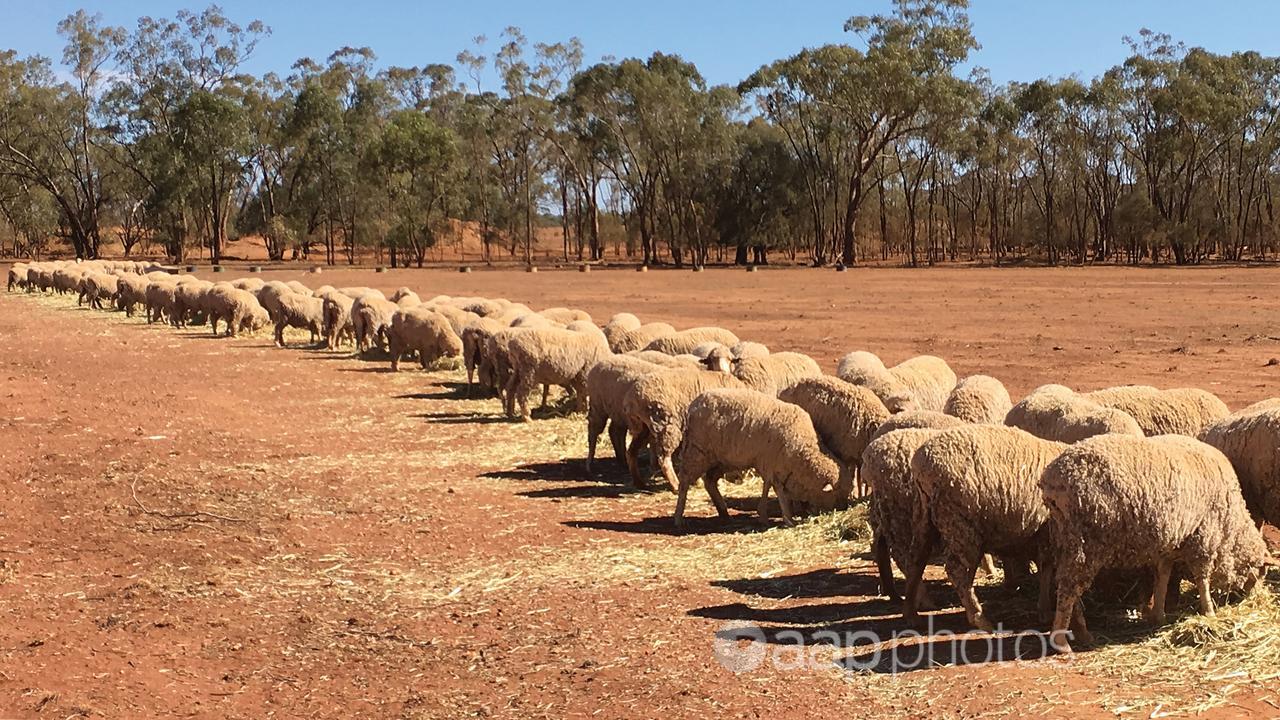 Sheep feed on hay in drought-affected Wilmington, South Australia