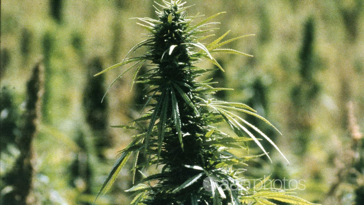 A marijuana plant.