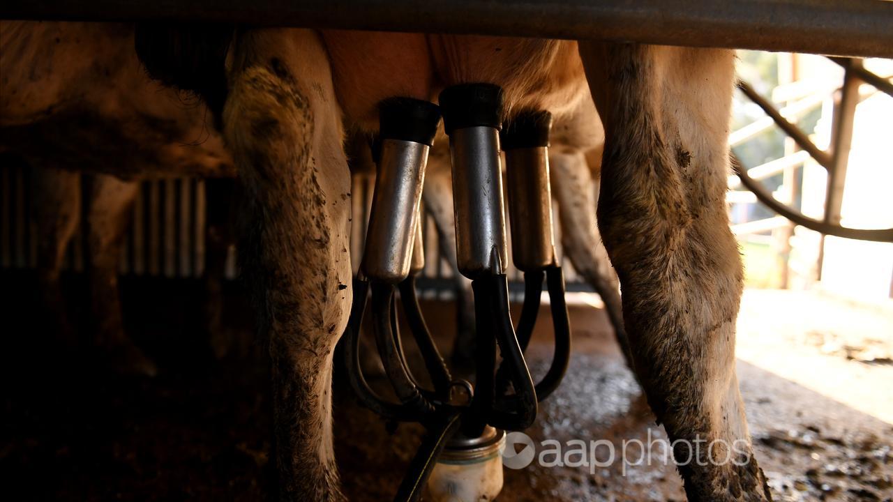 A dairy cow with vacuum pumps attached to its udders