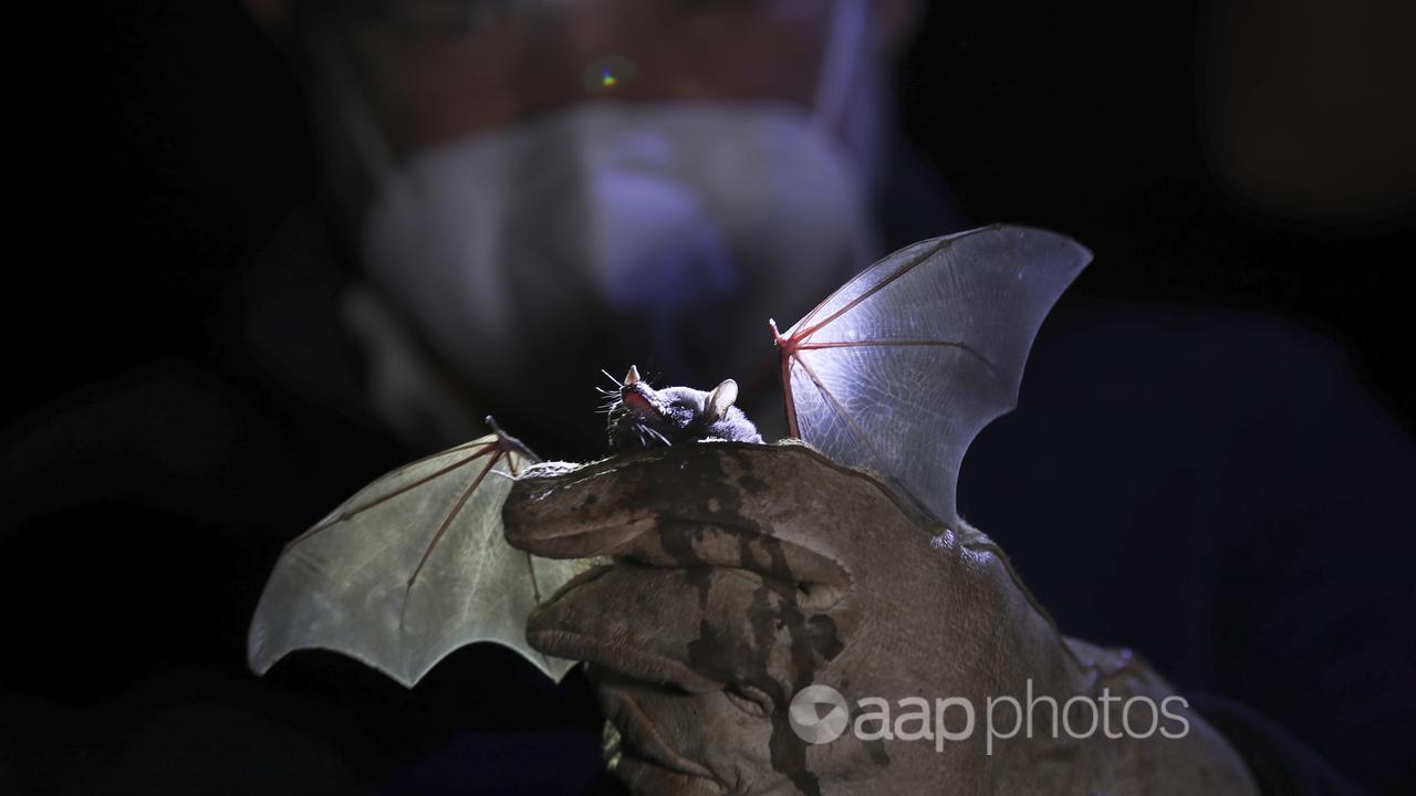 A biologist holding a bat.