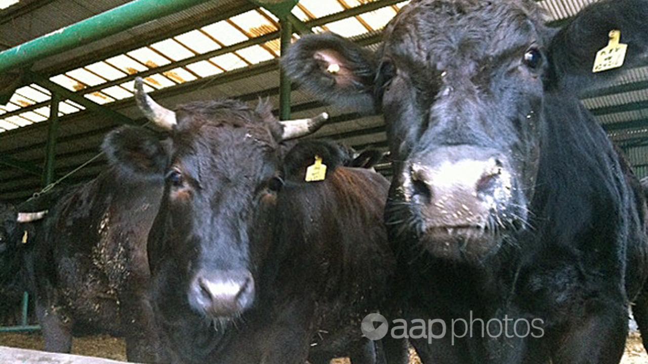 Cows at a beef company in China