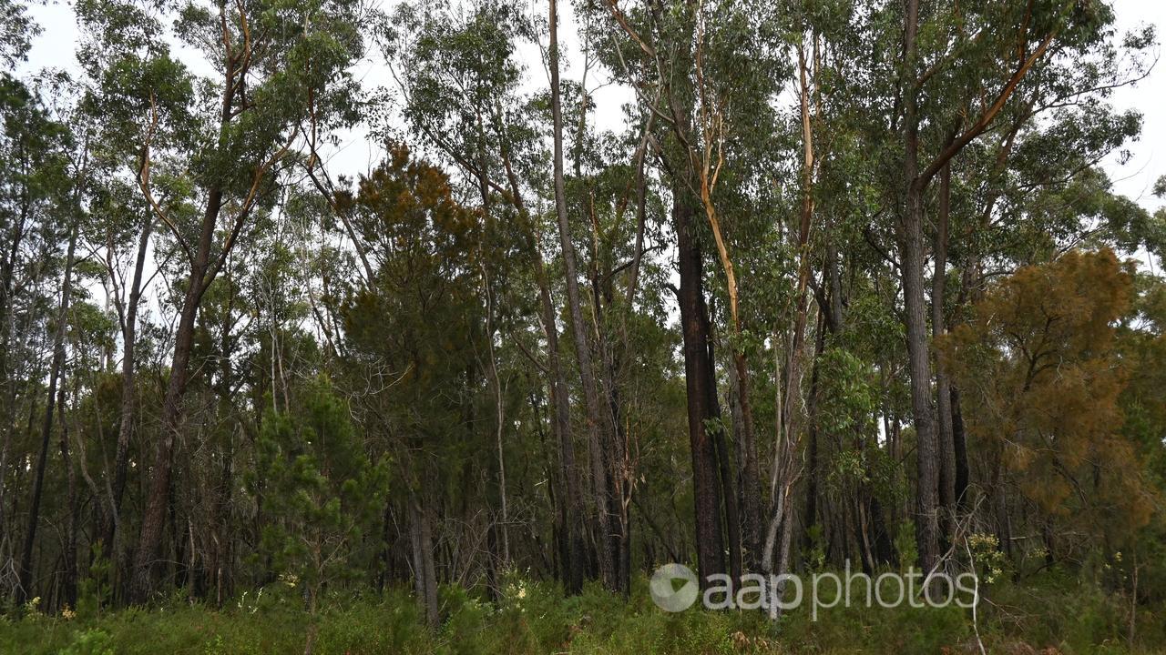 Forest in East Gippsland, Victorian.