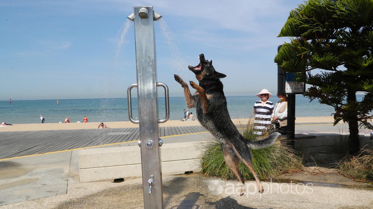 A dog cools off under a shower (file image)