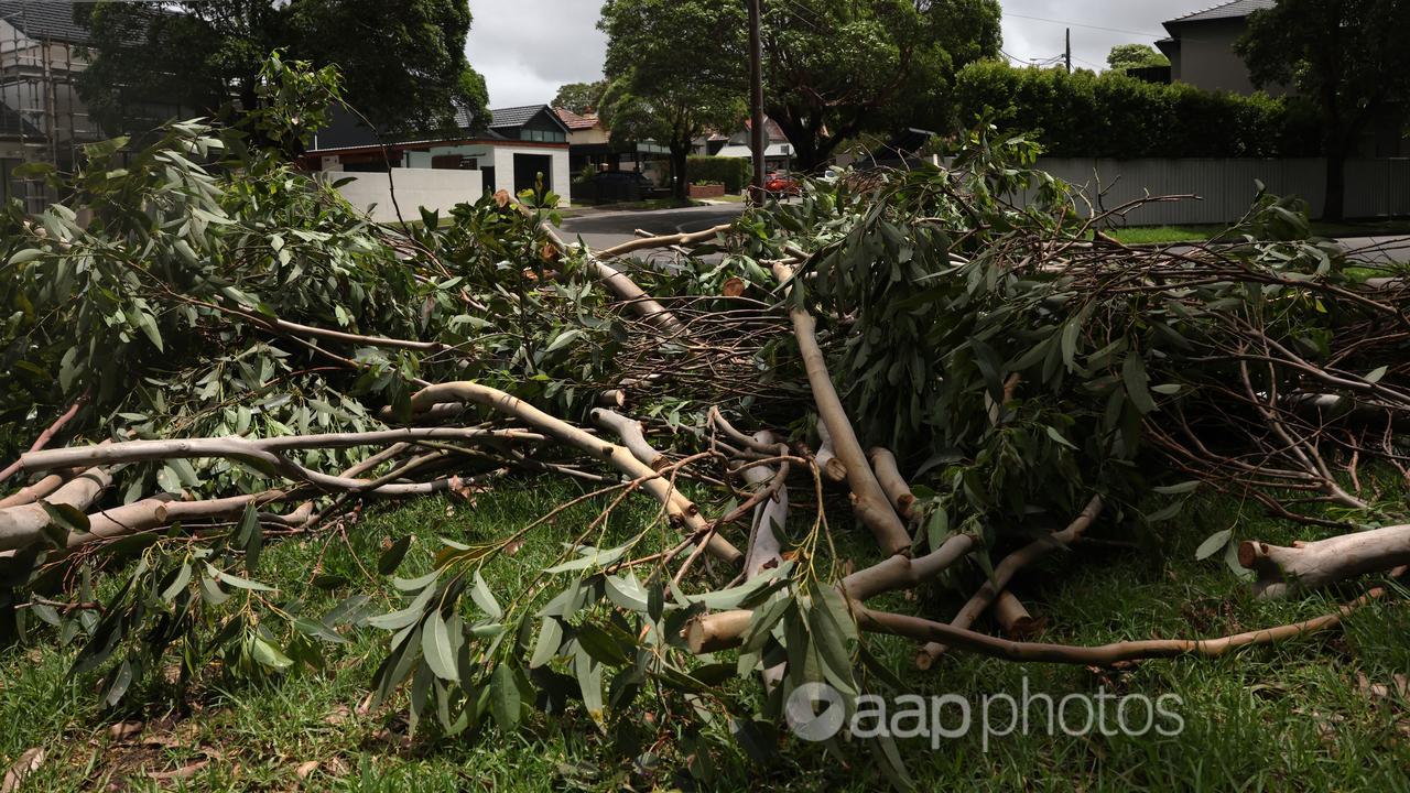 Felled trees