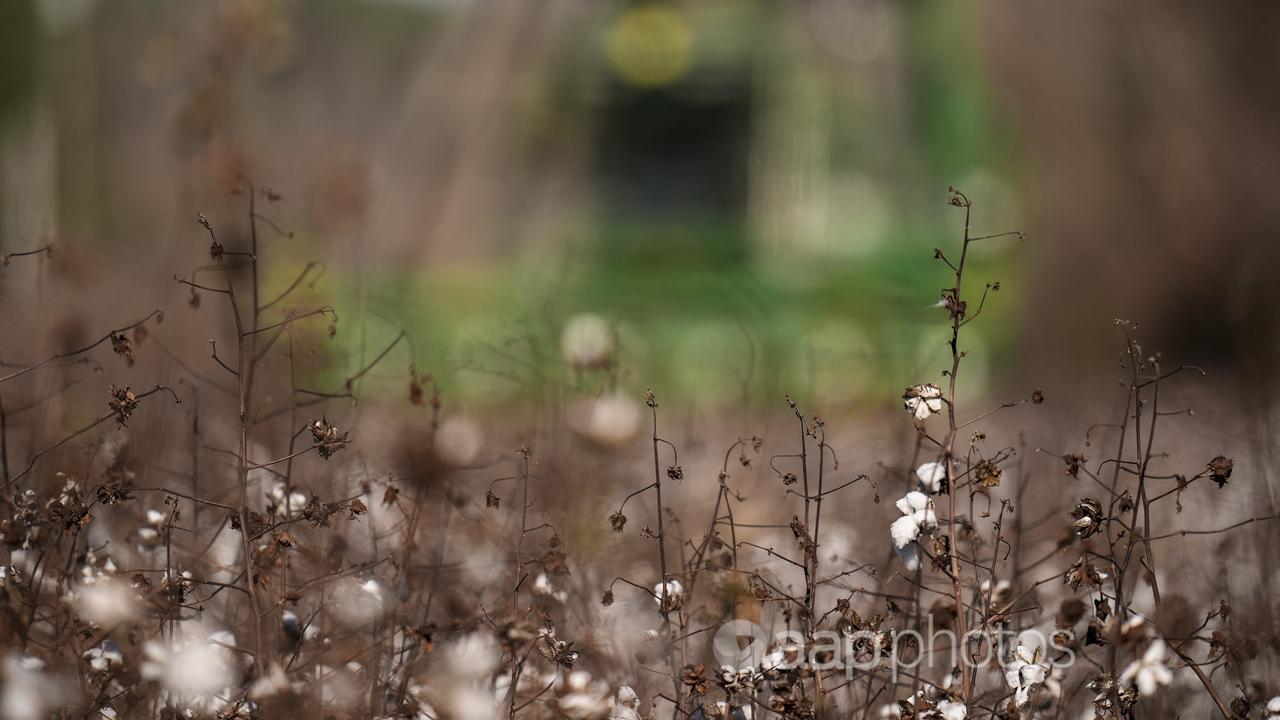 A cotton field.